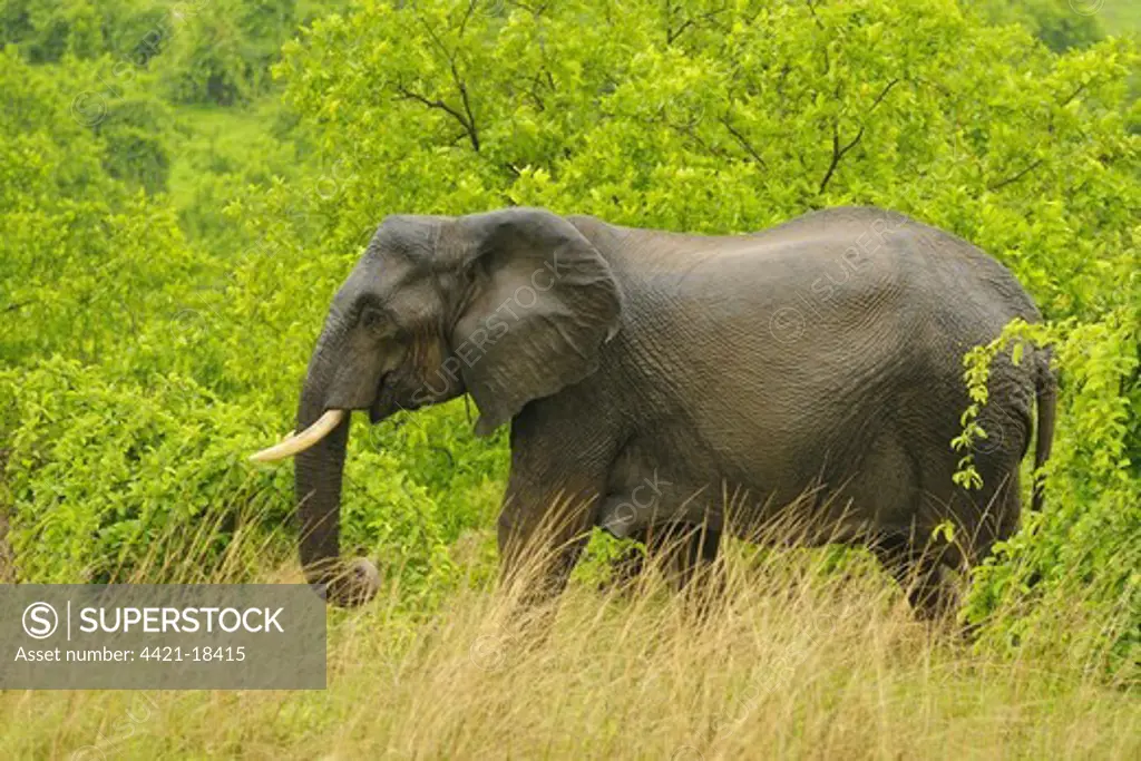 African Elephant (Loxodonta africana) adult female, with wet skin from rainfall, emerging from bush, Ruaha N.P., Tanzania
