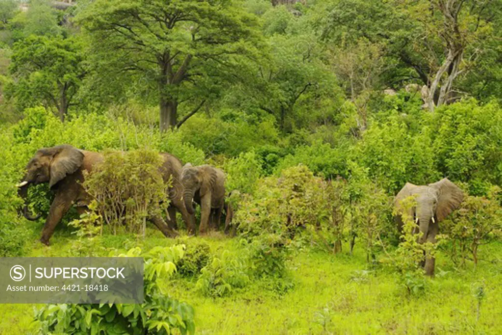 African Elephant (Loxodonta africana) adult females and calves, herd amongst vegatation at edge of woodland habitat, Ruaha N.P., Tanzania