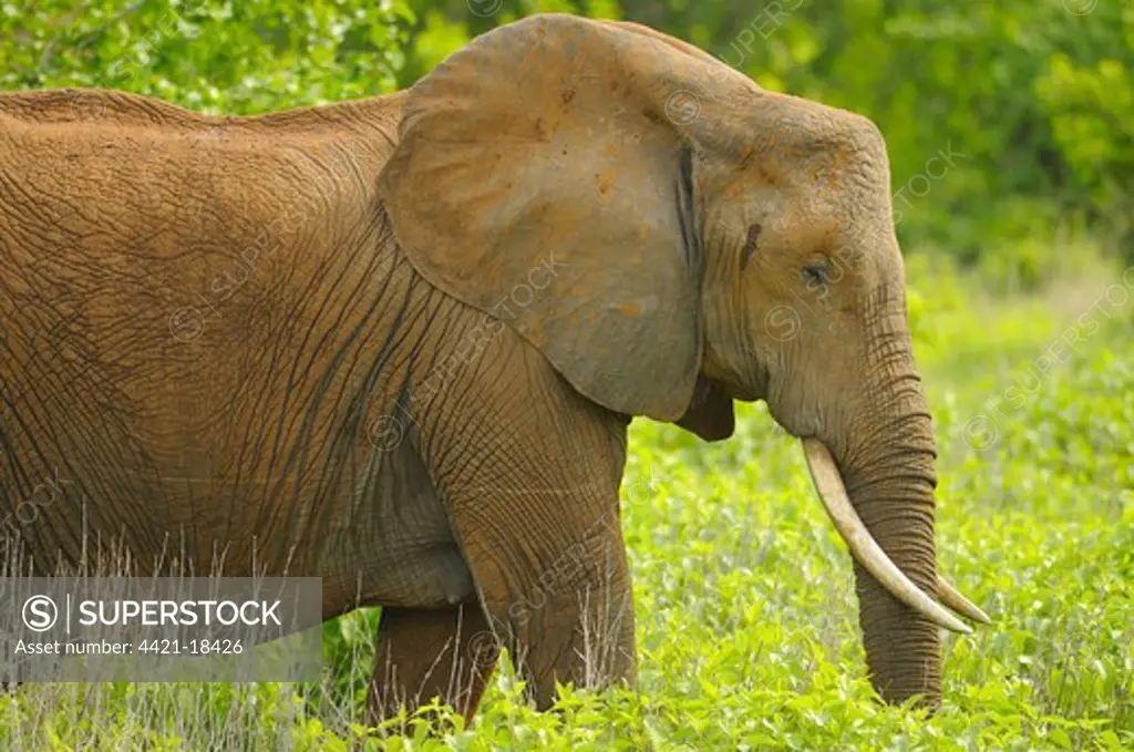 African Elephant (Loxodonta africana) adult, with soil stained skin, standing in vegetation, Ruaha N.P., Tanzania