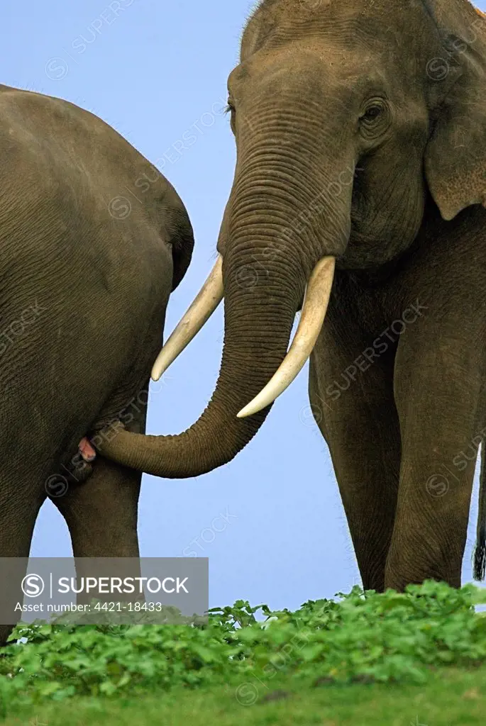 Asian Elephant (Elephas maximus) bull, testing scent of cow, pre-mating behaviour, Kabani River, Nagarhole N.P., Karnataka, India