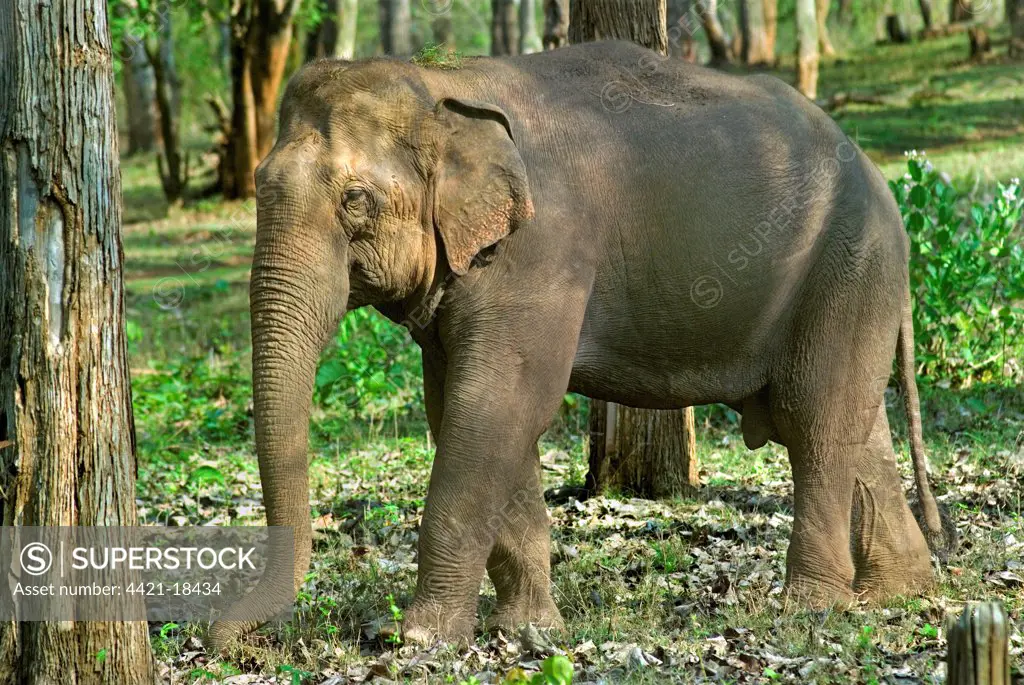 Asian Elephant (Elephas maximus) tuskless bull, feeding in woodland, Kabani Forest, Nagarhole N.P., Karnataka, India
