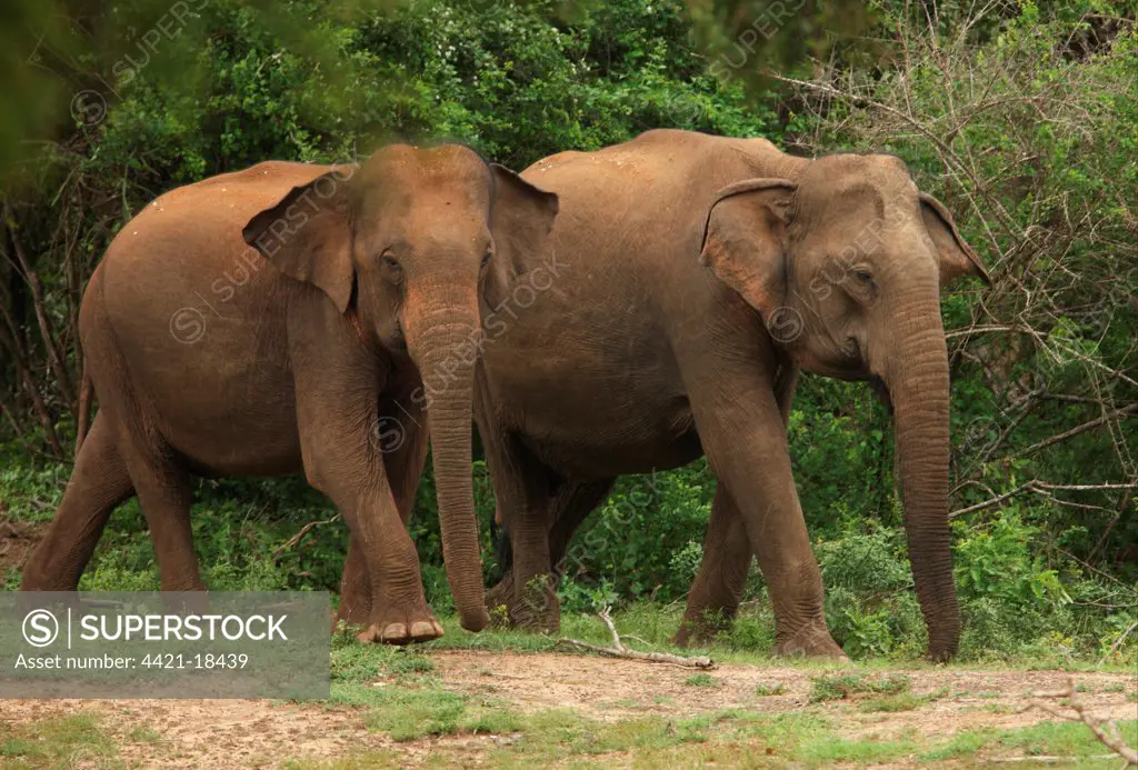 Asian Elephant (Elephas maximus) two adults, walking in forest, Yala N.P., Sri Lanka, december