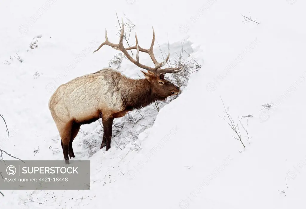 American Elk (Cervus canadensis) adult male, feeding in area cleared of snow, Yellowstone N.P., Wyoming, U.S.A., february