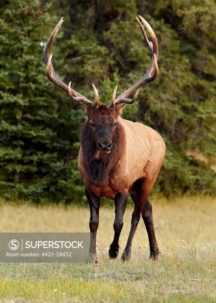 American Elk (Cervus canadensis) adult male, walking during rut, Jasper N.P., Rocky Mountains, Alberta, Canada, september