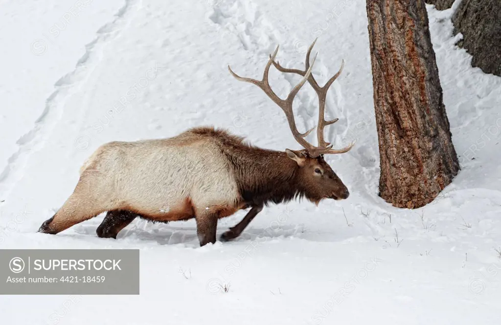 American Elk (Cervus canadensis) adult male, walking in deep snow, Yellowstone N.P., Wyoming, U.S.A., february