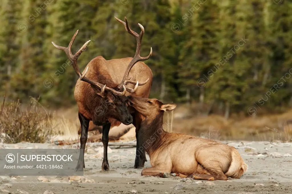 American Elk (Cervus canadensis) adult pair, during rut, Jasper N.P., Rocky Mountains, Alberta, Canada, september