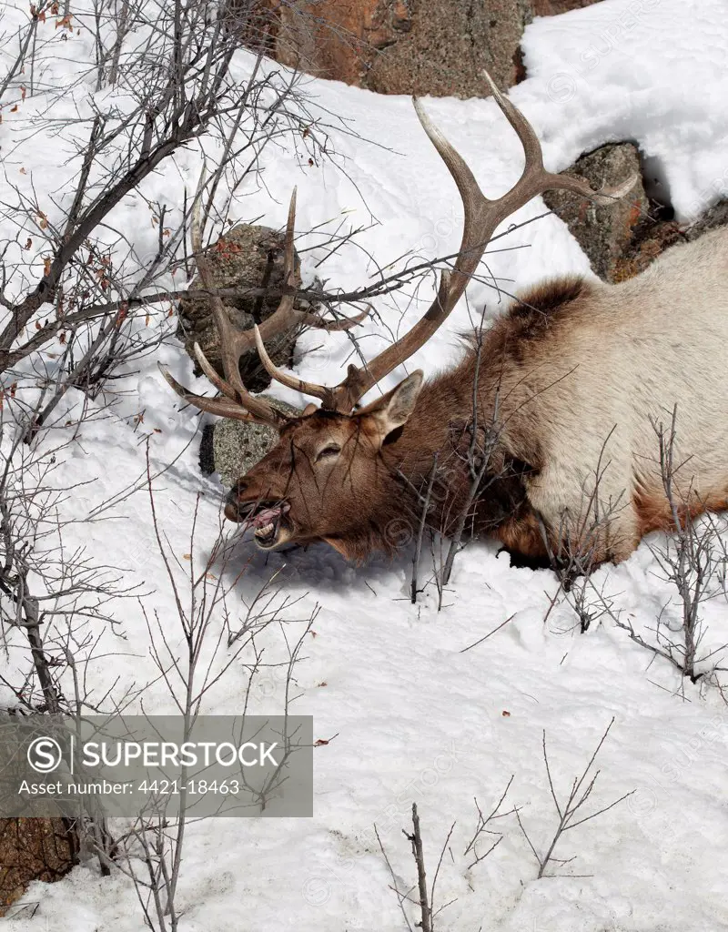 American Elk (Cervus canadensis) adult male, feeding on twigs in snow, Yellowstone N.P., Wyoming, U.S.A., february