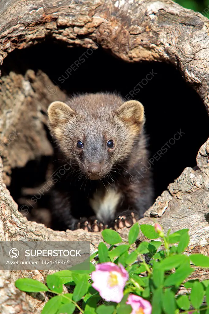 Fisher (Martes pennanti) fourteen-weeks old young, in hollow tree trunk, Montana, U.S.A., june (captive)