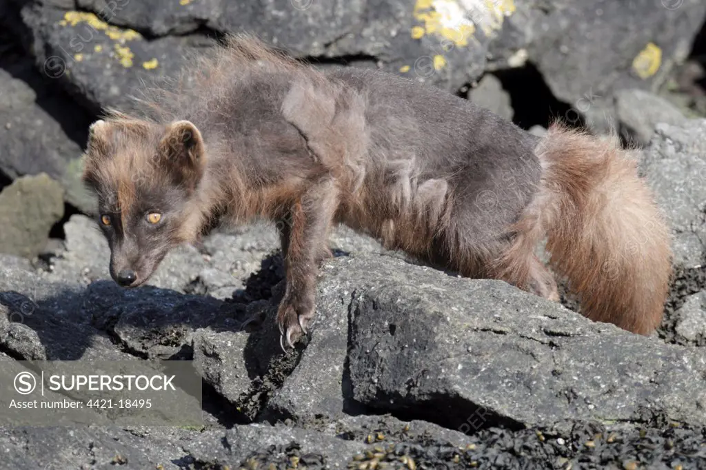 Arctic Fox (Alopex lagopus) adult, moulting coat, standing on rocks, Yankicha Island, Kuril Islands, Sea of Okhotsk, Sakhalin Oblast, Russian Far East, Russia, june