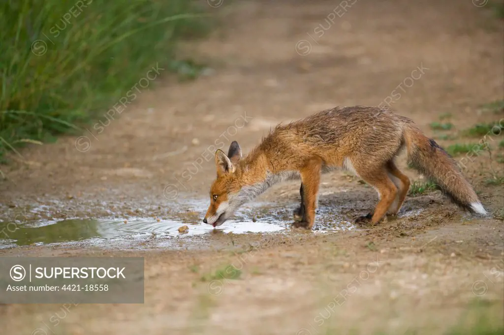 European Red Fox (Vulpes vulpes) cub, drinking from puddle on farm track, after heavy rain, Oxfordshire, England