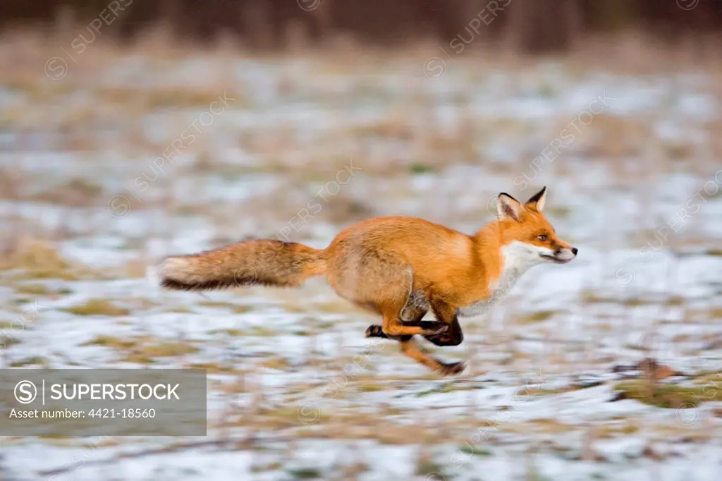 European Red Fox (Vulpes vulpes) adult, running in snow, Suffolk, England, january