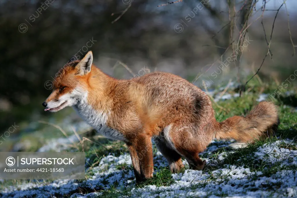 European Red Fox (Vulpes vulpes) adult, defacating in snow, England, winter