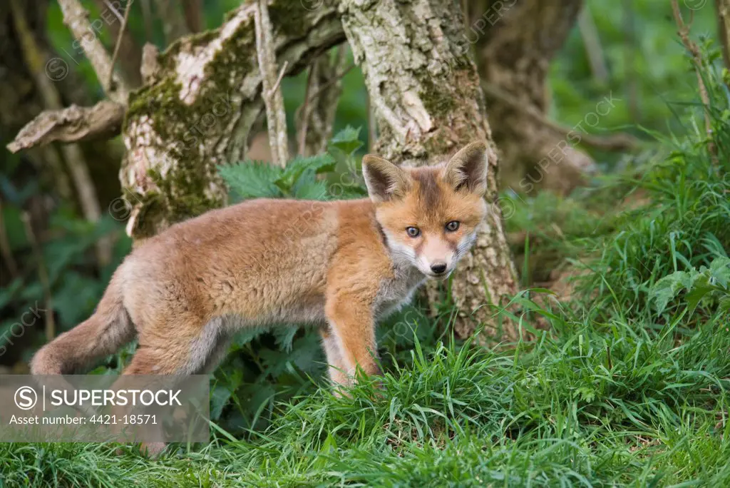 European Red Fox (Vulpes vulpes) cub, standing near den under hedgerow, Oxfordshire, England, may