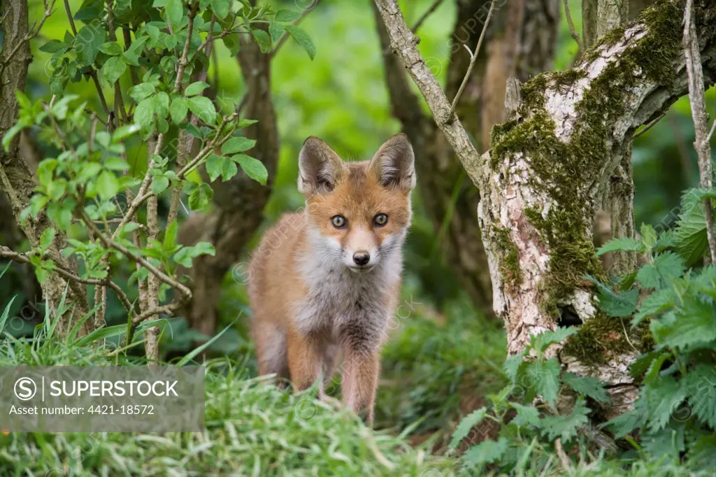 European Red Fox (Vulpes vulpes) cub, standing near den under hedgerow, Oxfordshire, England, may