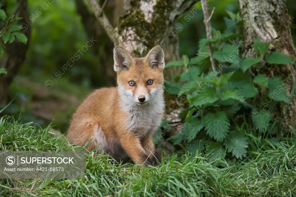 European Red Fox (Vulpes vulpes) cub, sitting near den under hedgerow, Oxfordshire, England, may