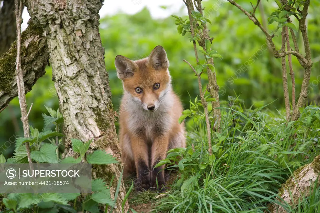 European Red Fox (Vulpes vulpes) cub, sitting near den under hedgerow, Oxfordshire, England, may