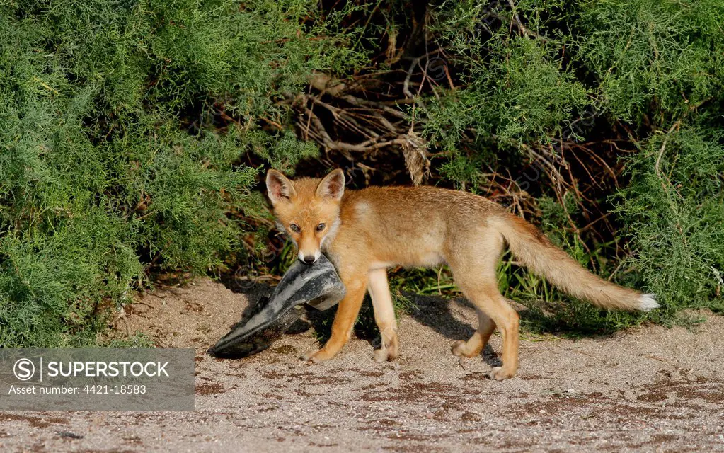 European Red Fox (Vulpes vulpes) cub, playing with old shoe, Lesbos, Greece, may