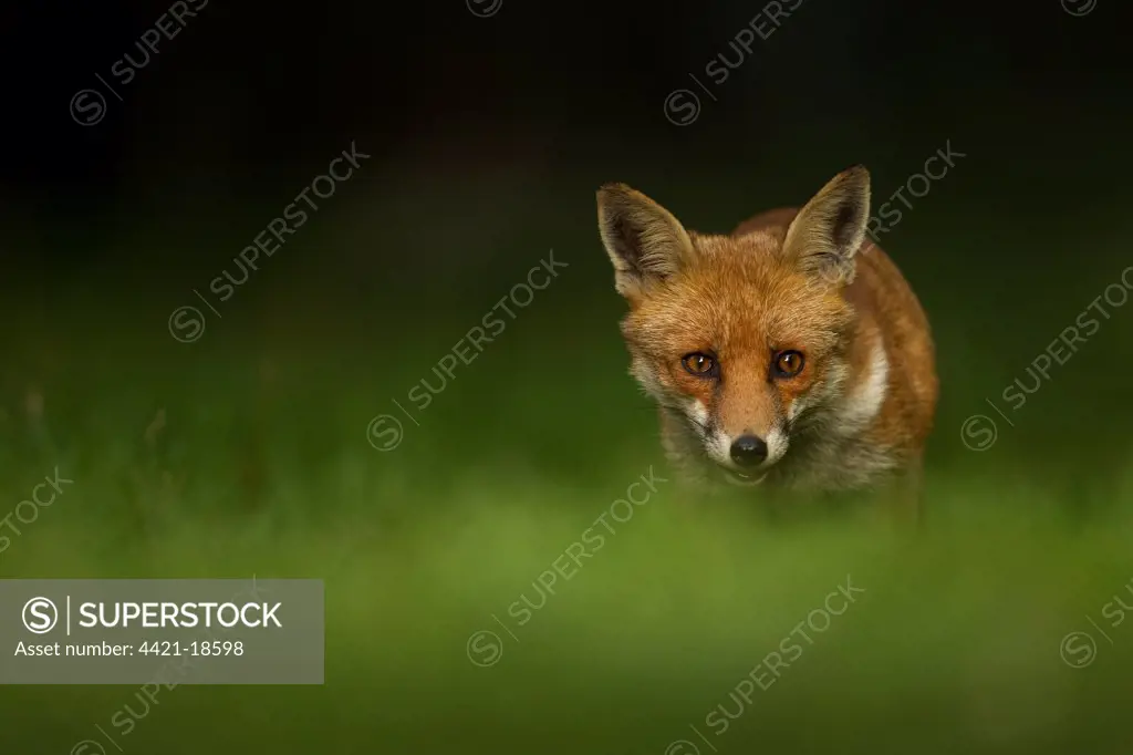 European Red Fox (Vulpes vulpes) cub, standing in grass, Warwickshire, England, september