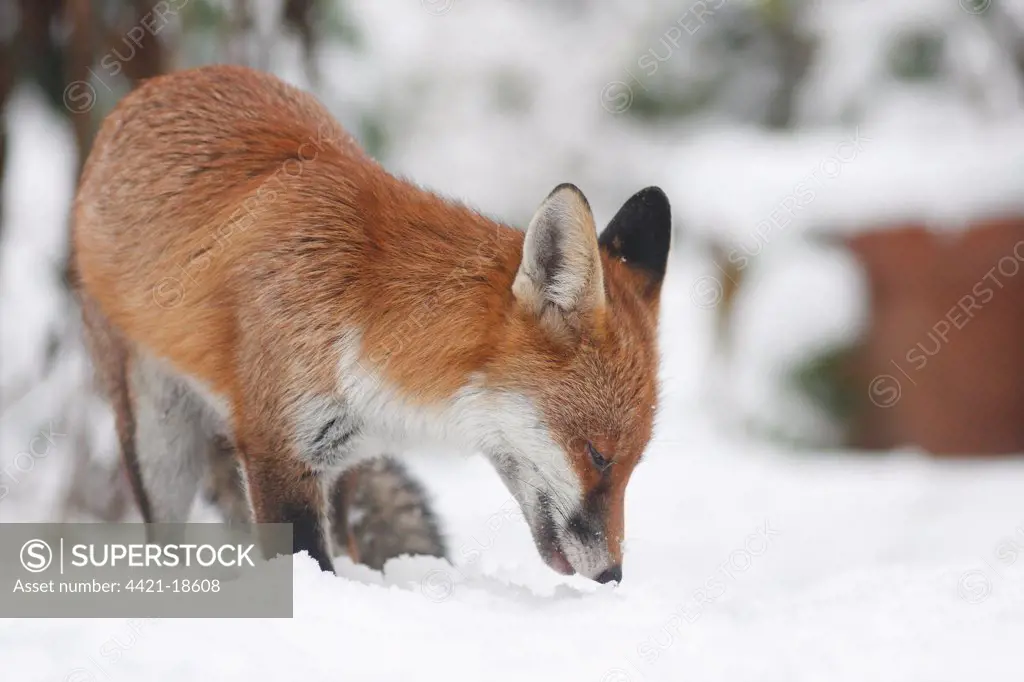 European Red Fox (Vulpes vulpes) adult, foraging on snow in urban garden, London, England, december
