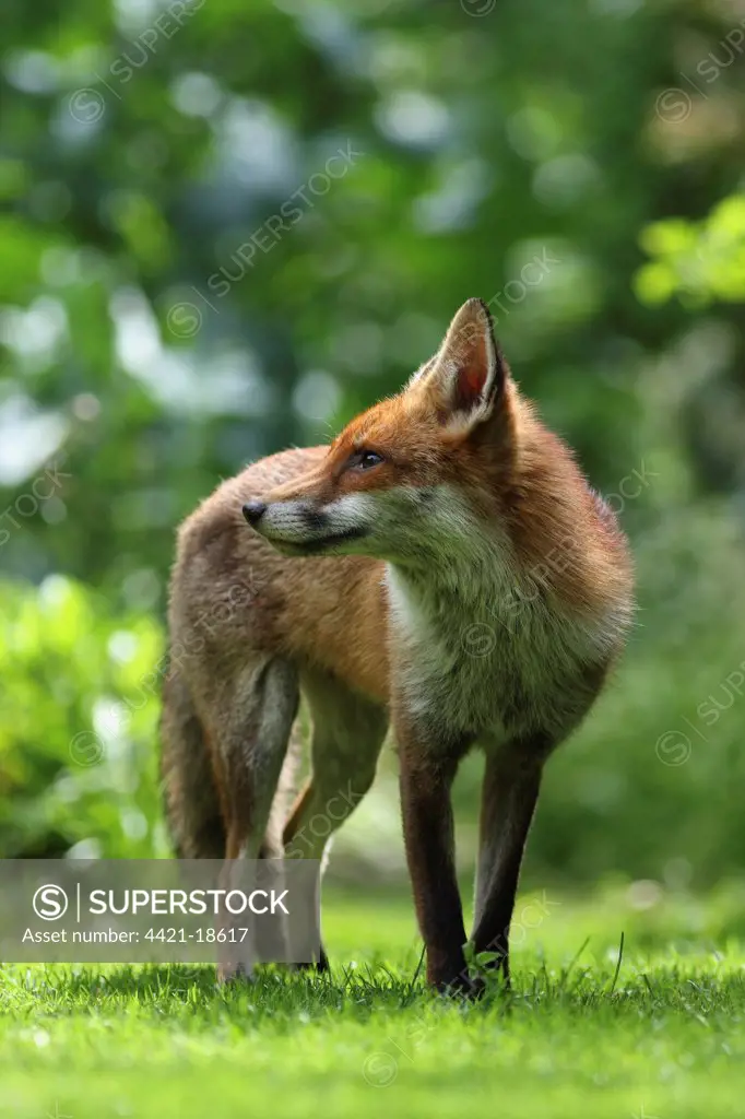 European Red Fox (Vulpes vulpes) adult, standing on lawn in urban garden, London, England, april