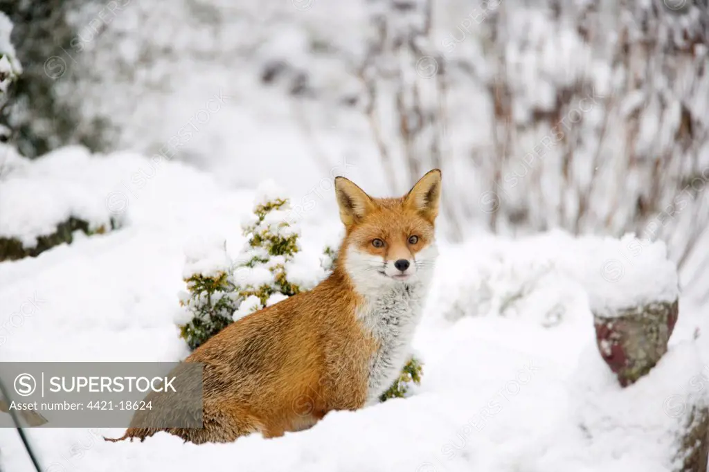European Red Fox (Vulpes vulpes) adult, standing in snow covered garden, Essex, England, december
