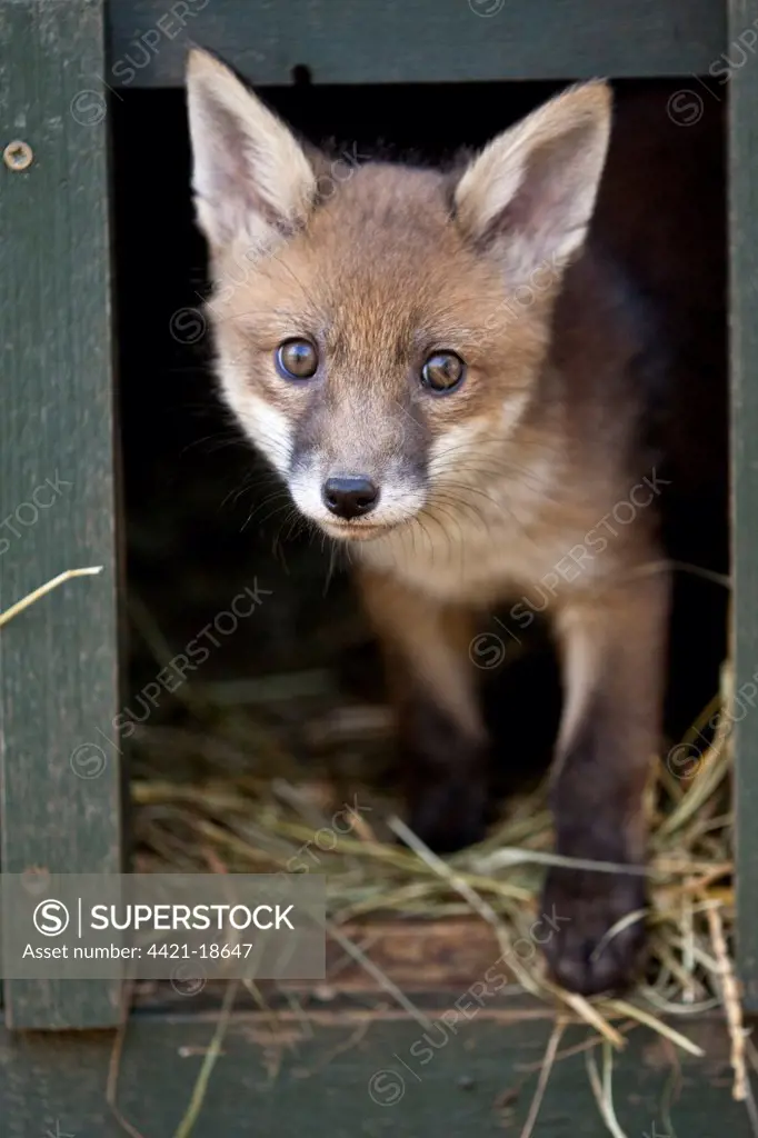 European Red Fox (Vulpes vulpes) seven-weeks old cub, looking out from shelter, at wildlife rescue centre, Kent, England, april