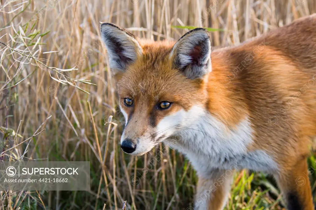 European Red Fox (Vulpes vulpes) adult, close-up of head, Crossness Nature Reserve, Bexley, Kent, England, january