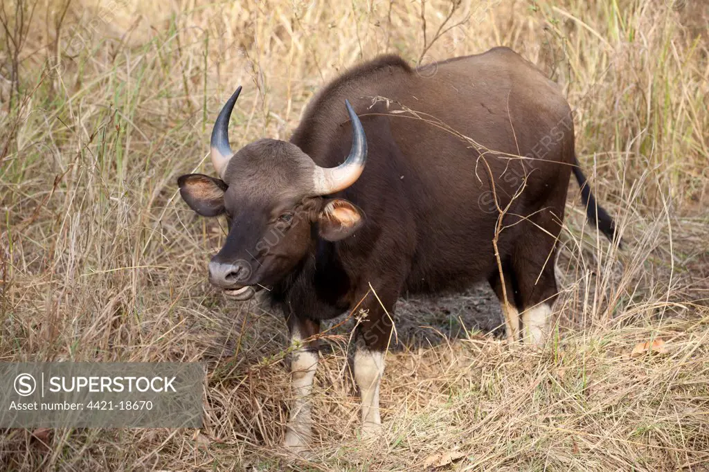 Gaur (Bos gaurus) adult female, feeding on grass, Kanha N.P., Madhya Pradesh, India
