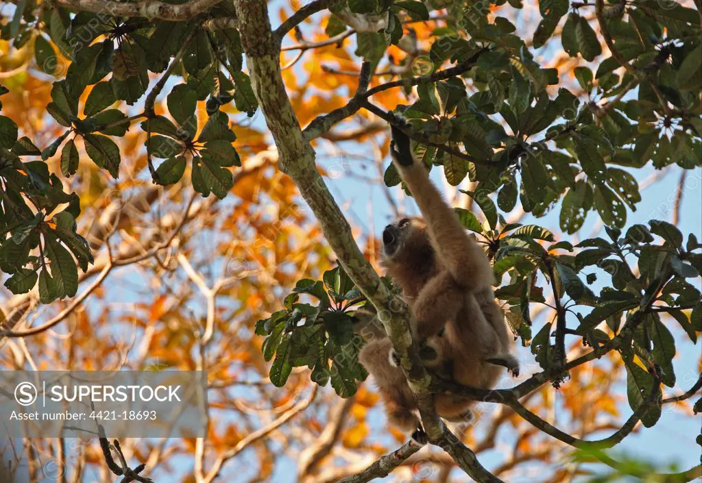 Common Gibbon (Hylobates lar) adult female with young, calling, sitting in tree, Kaeng Krachan N.P., Thailand, february