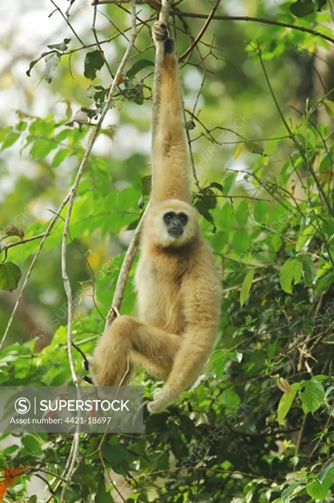 Common Gibbon (Hylobates lar) pale form, adult male, hanging on branch in monsoon rainforest,  Khao Yai N.P., Central Thailand, october