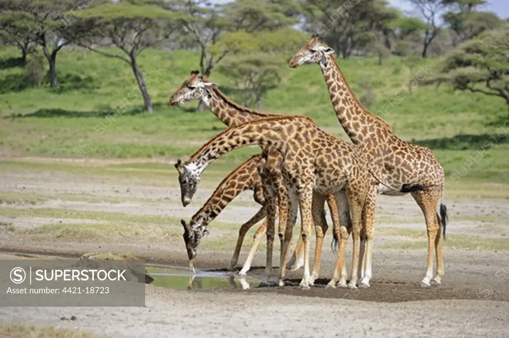 Masai Giraffe (Giraffa camelopardalis tippelskirchi) four adults, drinking, Serengeti N.P., Tanzania