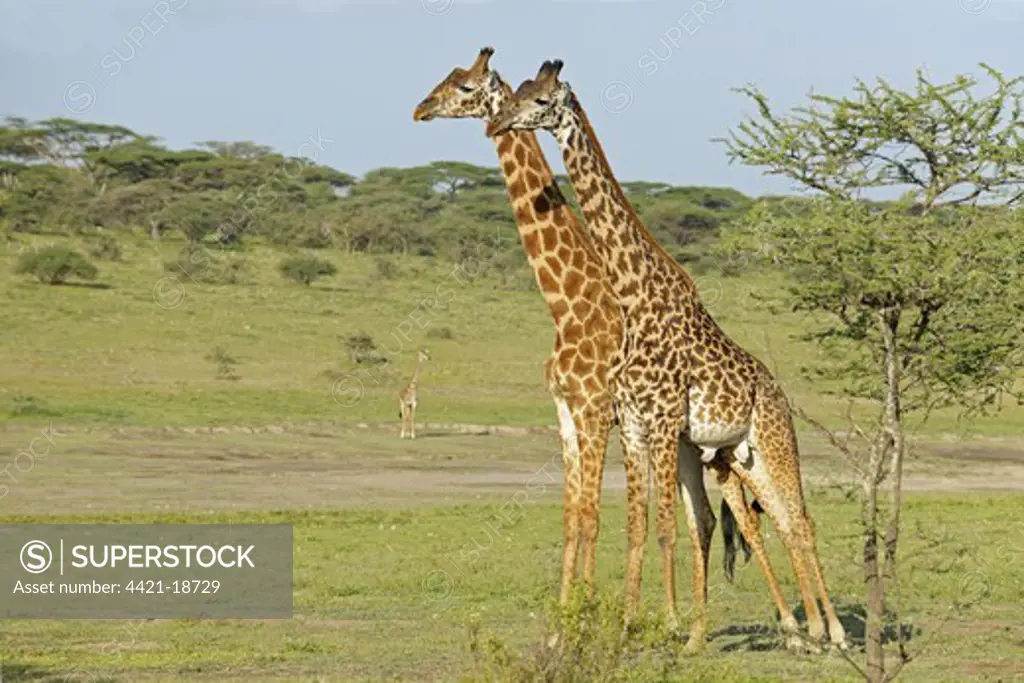 Masai Giraffe (Giraffa camelopardalis tippelskirchi) two adult males, standing side by side prior to fighting, 'necking' or 'neck-sparring', Serengeti N.P., Tanzania