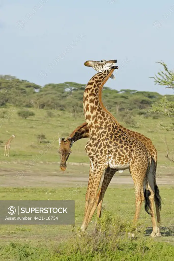 Masai Giraffe (Giraffa camelopardalis tippelskirchi) two adult males, fighting, 'necking' or 'neck-sparring', Serengeti N.P., Tanzania