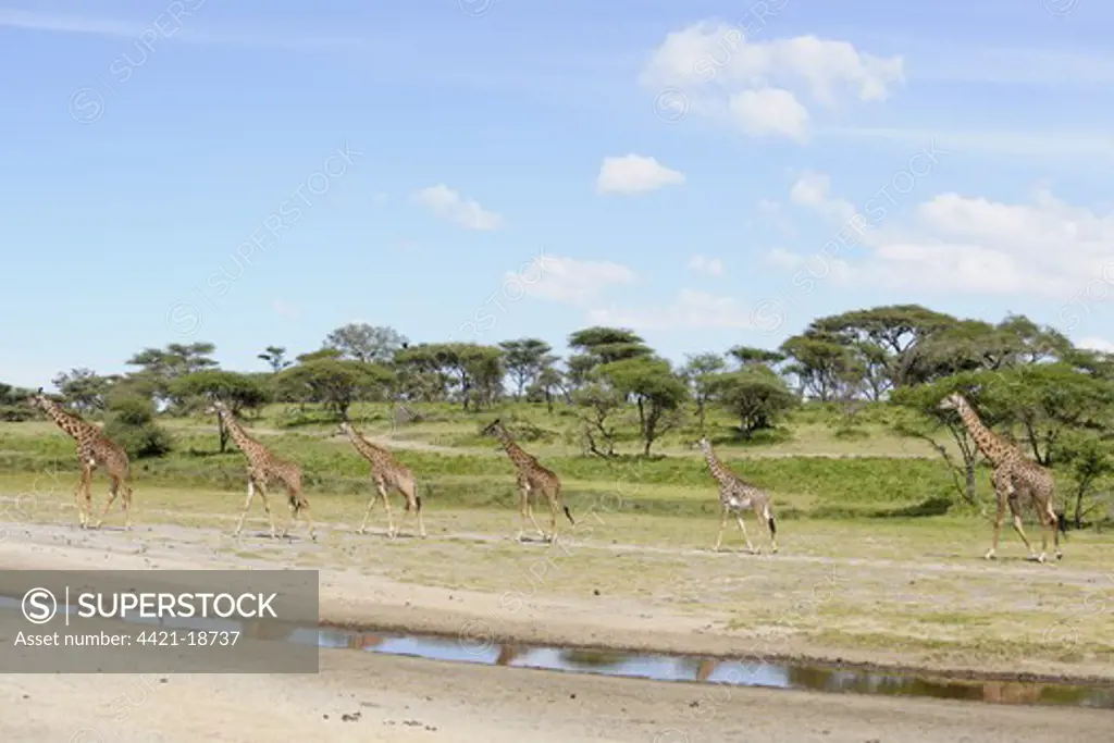 Masai Giraffe (Giraffa camelopardalis tippelskirchi) adults and juveniles, walking beside water in savanna habitat, Serengeti N.P., Tanzania