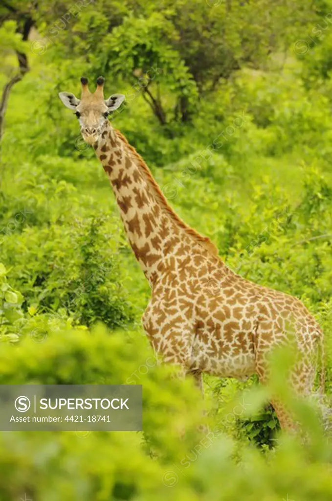 Masai Giraffe (Giraffa camelopardalis tippelskirchi) adult, standing amongst vegetation, Ruaha N.P., Tanzania