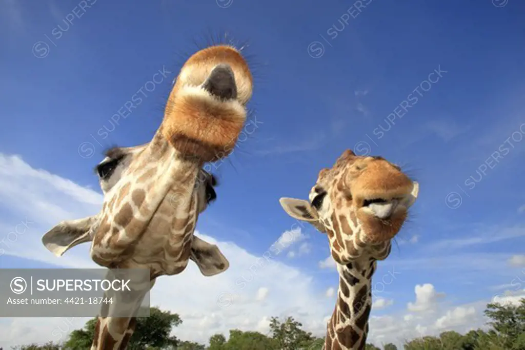 Reticulated Giraffe (Giraffa camelopardalis reticulata) two adults, close-up of heads, captive