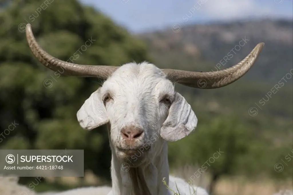 Domestic Goat, Murcian adult, close-up of head, Sierra de Segura Mountains, Castilla la Mancha, Spain, may
