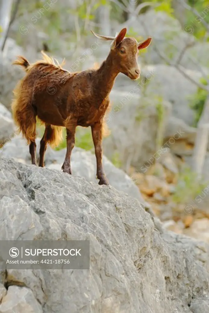 Domestic Goat, adult, standing on rock, cause of overgrazing of vegetation on island, Socotra, Yemen, march