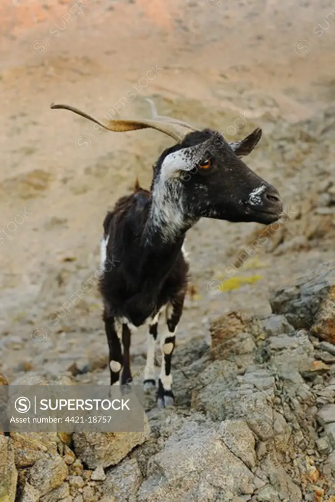 Domestic Goat, adult, standing on rocks, cause of complete overgrazing of vegetation on island, Samha island, Socotra, Yemen, march