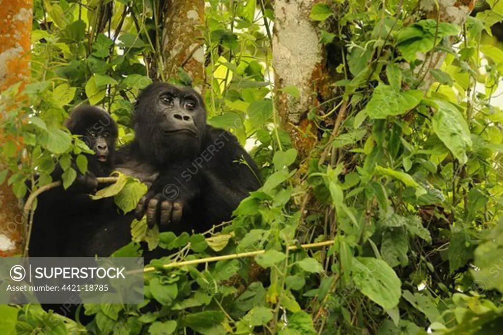 Eastern Lowland Gorilla (Gorilla beringei graueri) adult female with young, 'Chimanuka' family, Kahuzi-Biega N.P., Kivu Region, Democratic Republic of Congo, november