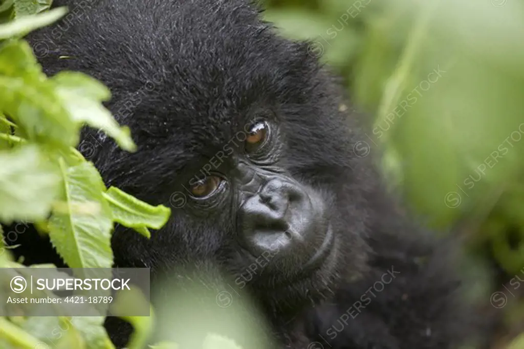 Mountain Gorilla (Gorilla beringei beringei) young, close-up of head, sitting in rainforest, Volcanoes N.P., Virunga Mountains, Rwanda