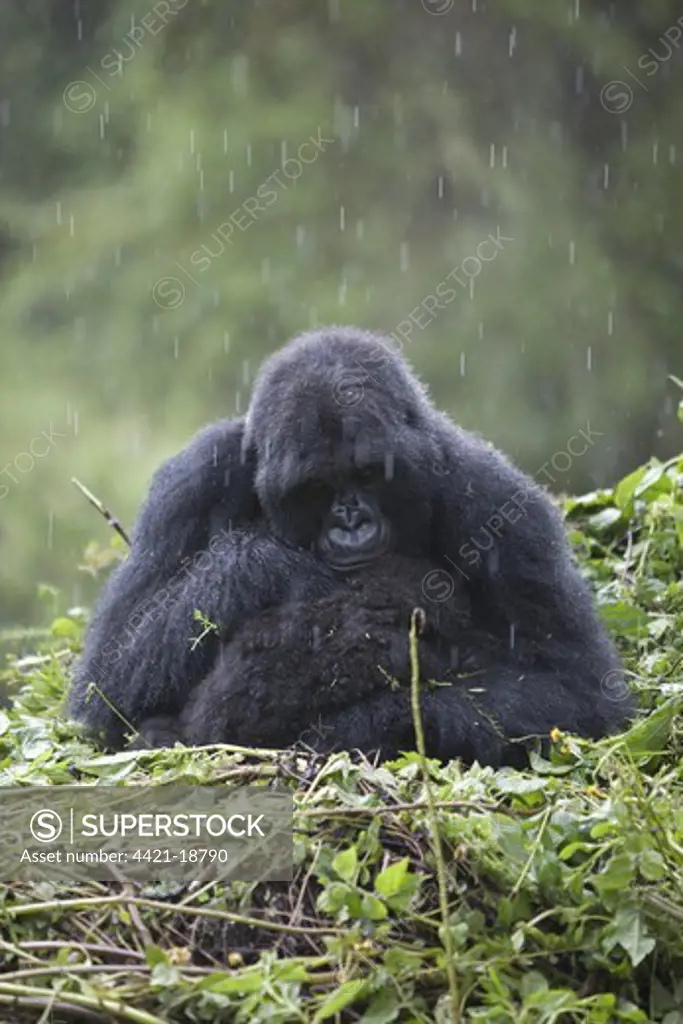 Mountain Gorilla (Gorilla beringei beringei) adult female with young, sitting on nest during rain, Volcanoes N.P., Virunga Mountains, Rwanda