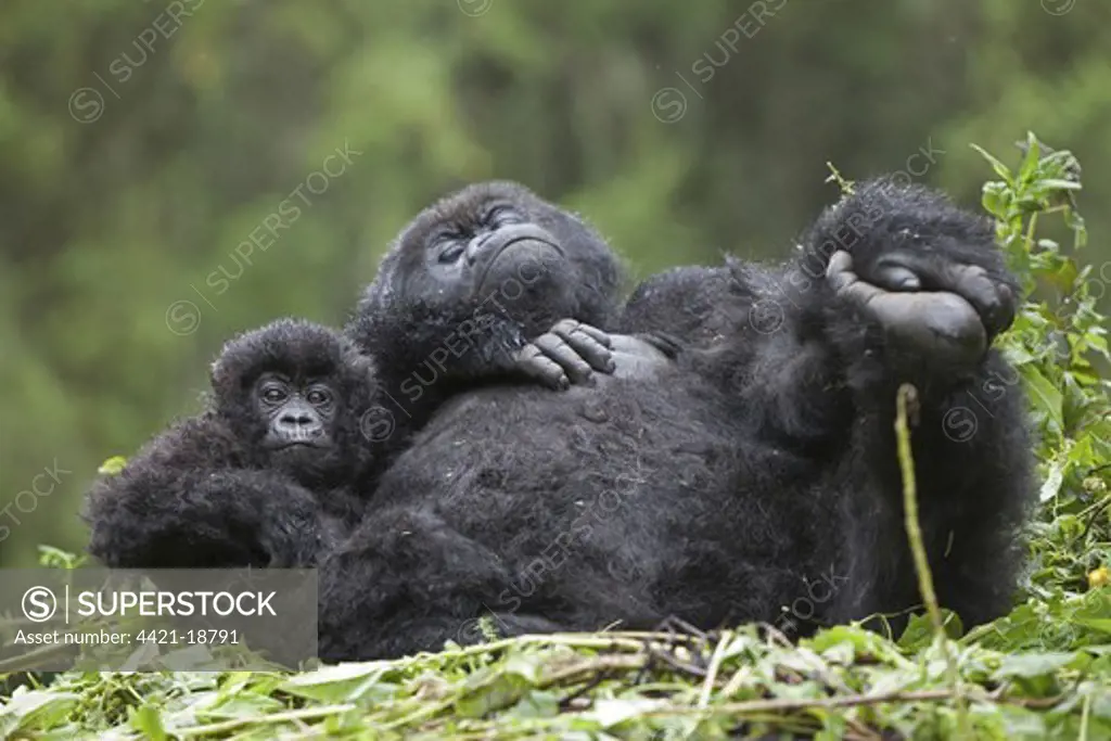 Mountain Gorilla (Gorilla beringei beringei) adult female with young, resting on nest, Volcanoes N.P., Virunga Mountains, Rwanda