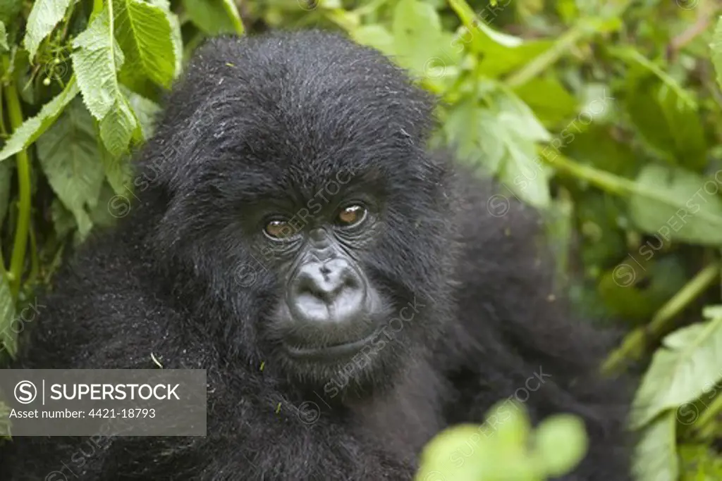 Mountain Gorilla (Gorilla beringei beringei) young, close-up of head and shoulders, sitting in vegetation, Volcanoes N.P., Virunga Mountains, Rwanda