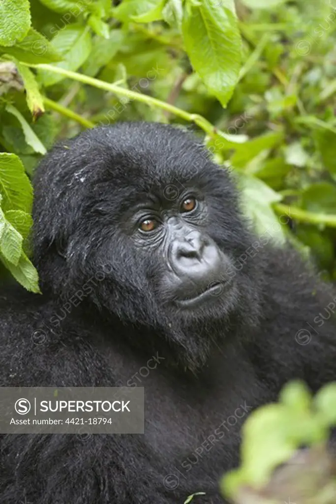 Mountain Gorilla (Gorilla beringei beringei) young, close-up of head and shoulders, sitting in vegetation, Volcanoes N.P., Virunga Mountains, Rwanda