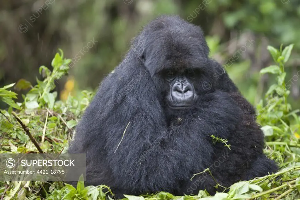 Mountain Gorilla (Gorilla beringei beringei) adult female with young, sitting on nest during rainfall, Volcanoes N.P., Virunga Mountains, Rwanda