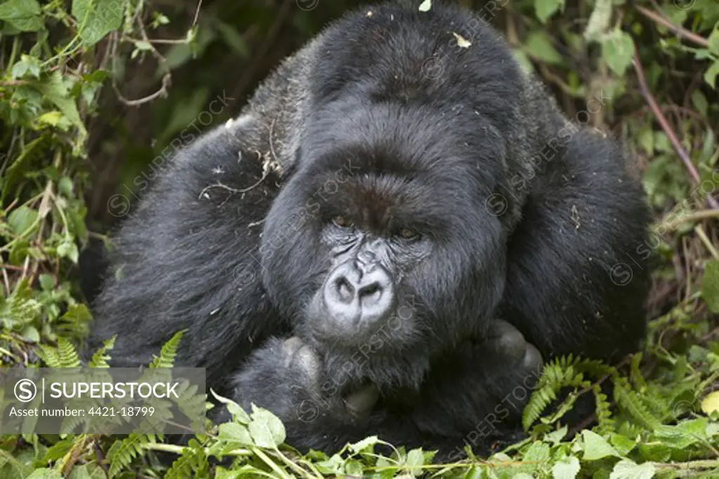 Mountain Gorilla (Gorilla beringei beringei) silverback adult male, close-up of head and shoulders, resting in vegetation, Volcanoes N.P., Virunga Mountains, Rwanda