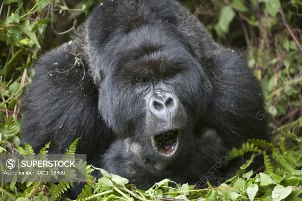 Mountain Gorilla (Gorilla beringei beringei) silverback adult male, close-up of head and shoulders, yawning, resting in vegetation, Volcanoes N.P., Virunga Mountains, Rwanda