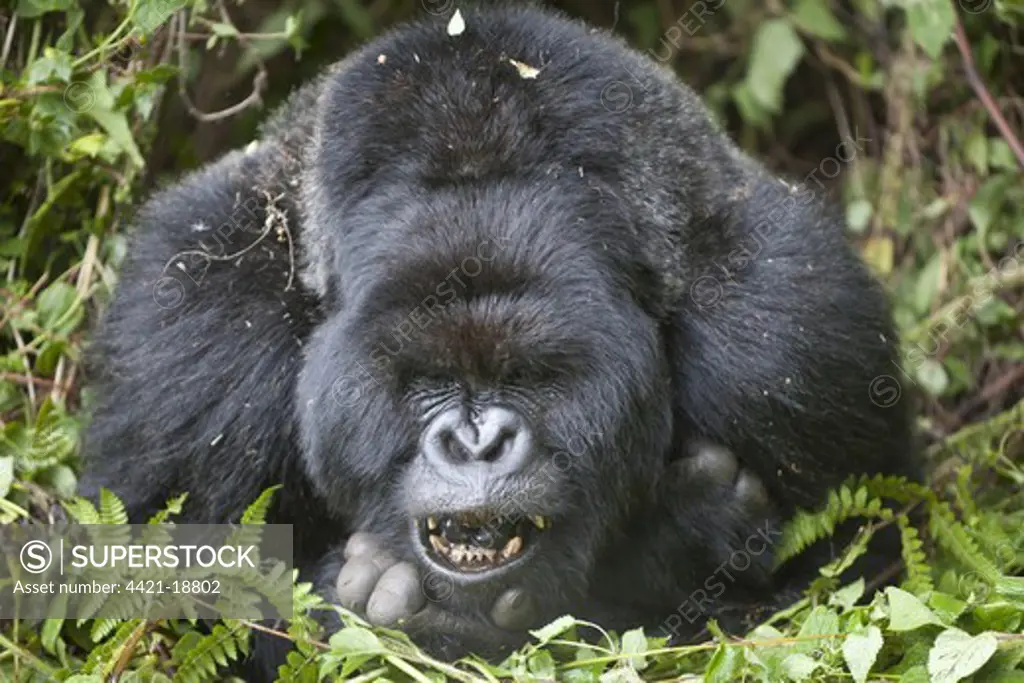 Mountain Gorilla (Gorilla beringei beringei) silverback adult male, close-up of head and shoulders, yawning, resting in vegetation, Volcanoes N.P., Virunga Mountains, Rwanda