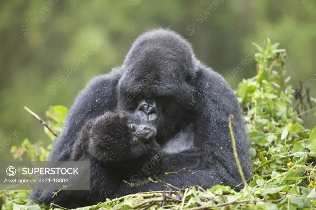 Mountain Gorilla (Gorilla beringei beringei) adult female with young, sitting on nest during rainfall, Volcanoes N.P., Virunga Mountains, Rwanda